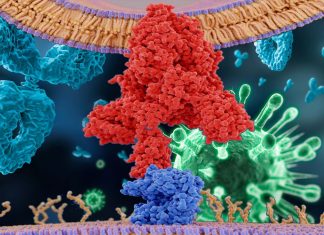 COVID-19: A unique feature has been discovered that could explain why it is so transmissible among people