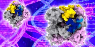 Human monoclonal antibody S309 – Cross-neutralization of SARS-CoV and SARS-CoV2
