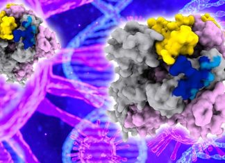 Human monoclonal antibody S309 – Cross-neutralization of SARS-CoV and SARS-CoV2