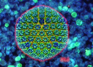 Researchers have shown the Epstein-Barr virus uses a novel strategy to survive