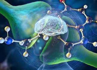 Exposure to anesthesia causes lipid clusters to move from an ordered state to a disordered one then back again
