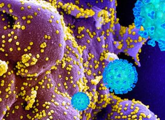Men have higher ACE2 in their blood than women – this may help to explain why men are more vulnerable to COVID-19