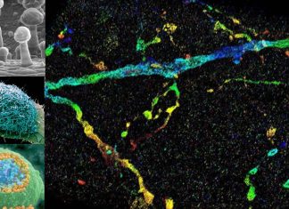 New microscopy imaging technology allows visualization of nanoscale structures inside whole cells
