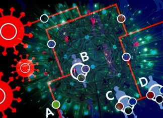 A new SARS-CoV-2 mutation cancels 81 letters from the genome – what will be the consequences?