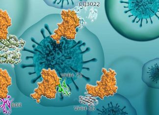 The antibody called VHH-72 is one of the first antibodies found to neutralizes SARS-CoV-2