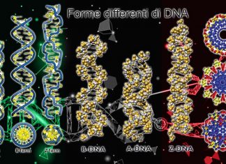 La capacità di estinguere i ricordi della paura dipende dalla flessibilità del tuo DNA