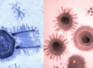 Giant viruses have been unearthed in several of the world’s most mysterious locations
