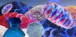 The harmful effects of BPA can be reversed by CoQ10