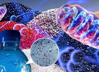 The harmful effects of BPA can be reversed by CoQ10