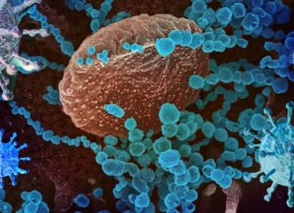 Researchers have identified a fully human monoclonal antibody that prevents the SARS-CoV-2 virus from infecting cultured cells