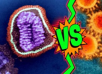 Could exposure to the coronaviruses that cause the common cold help protect against COVID-19?
