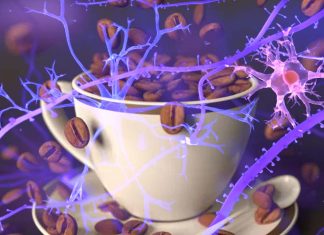 Two purines, caffeine and urate, have been associated with a reduced risk of Parkinson’s disease (PD)