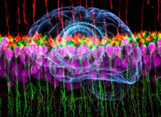 Researchers found that a subset of retinal neurons sends inhibitory signals to the brain