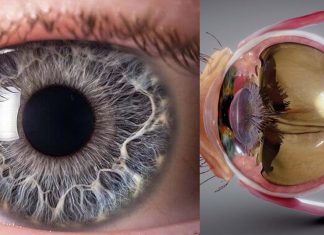 First demonstration that surveillance by immune cells of the lens in response to injury somewhere else in the eye