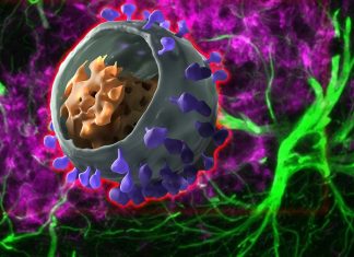 Astrocytes harbor HIV and spread the virus to the body