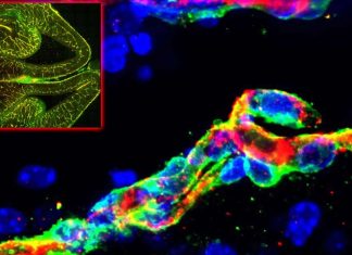 Blood vessels can sense the metabolic state of nearby neurons