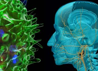 COVID-19: CD8 T cells are very important in protecting the brain after infection of nasal tissue