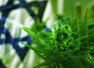 Israeli researchers say medical Cannabis could be used to treating some symptoms of seriously ill COVID-19 patients
