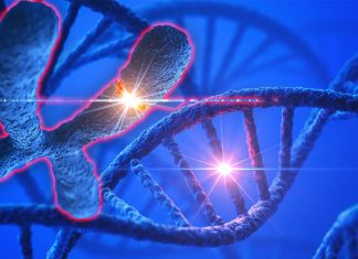 Lifespan is related to the rate of accumulation of genetic mutations