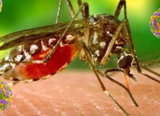 SARS-CoV-2 – Mosquito-borne virus : the immune response can be both good and bad