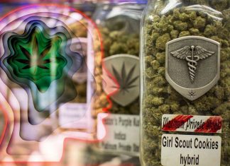 Smoking high-potency marijuana concentrates boosts blood levels of THC but don’t boost impairment