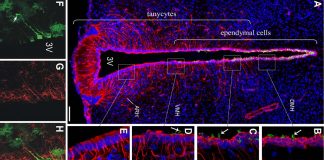 Appetite can be increased by tanycytes cells that respond to nutrients that signal the effect of feeling full