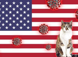 COVID-19 : The first documented cases of U.S. household cats infected have emerged in New York state