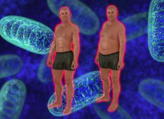 Researchers have identified BAM15 a small mitochondrial uncoupler that decreases the body fat mass