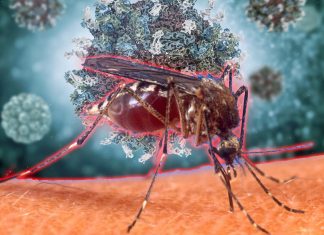 Singapore : a large proportion of the population is susceptible to DENV3 infection