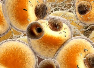 The first human study that provides new insights into how our fat cells reduce lipid metabolism with age