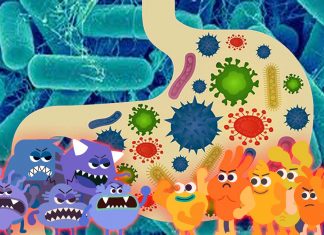A group of gut bacteria can metabolize enough cholesterol to potentially affect people’s metabolism
