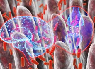 Serotonin can reduce the ability of some intestinal pathogens to cause deadly infections