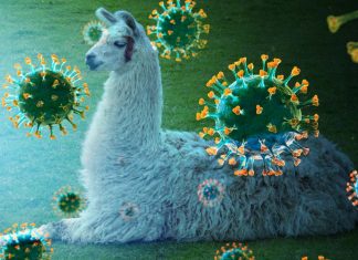 Special antibodies that llamas make can be directed against SARS-CoV-2 to help find our way out of the pandemic