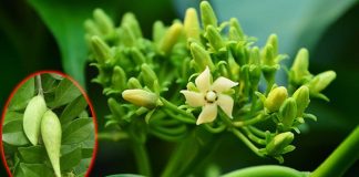 A mint product that contain gymnemic acids significantly reduce the intake of high-sugar sweet foods