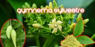 Un prodotto alla menta che contiene acidi ginnici riduce significativamente l’assunzione di cibi ricchi di zuccheri