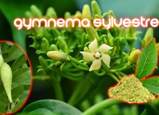 Un prodotto alla menta che contiene acidi ginnici riduce significativamente l’assunzione di cibi ricchi di zuccheri