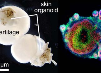 Researchers can produce human hair for science without having to take it from a human