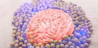 Tyr-Pro – A dipeptide derived from soybeans can improve the memory