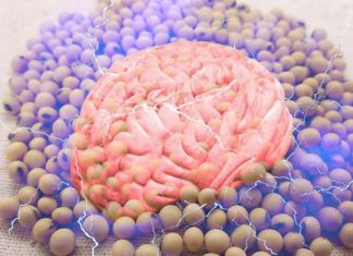 Tyr-Pro – A dipeptide derived from soybeans can improve the memory