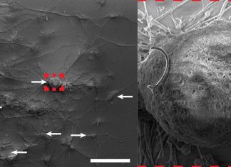 Researchers synthesized 3D fuzzy graphene on a nanowire template to control neurons remotely