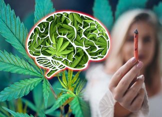 La cannabis colpisce la memoria di lavoro degli adolescenti e il suo effetto deleterio è più pronunciato nelle ragazze