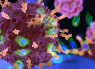 Coronaviruses are inhibited by LY6E protein
