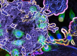 I coronavirus sono inibiti dalla proteina LY6E