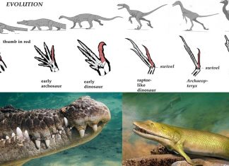 Evolution: reptiles were the first to evolve