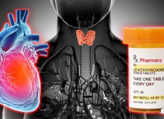 Heart attack: levothyroxine does not improve heart muscle function