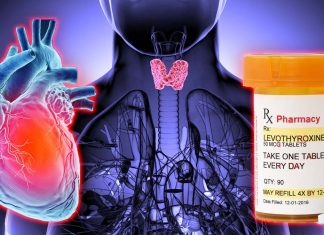 Attacco cardiaco: la levotiroxina non migliora la funzione muscolare del cuore
