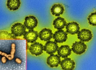 New strain of swine flu – called G4 EA H1N1 – poses a threat to humans