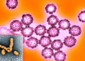 La nuova influenza suina – chiamata G4 EA H1N1 – costituisce una minaccia per l’uomo