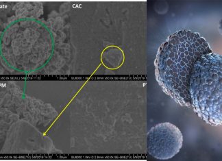 PEDOT : new coating marks a breakthrough in lithium-ion battery technology