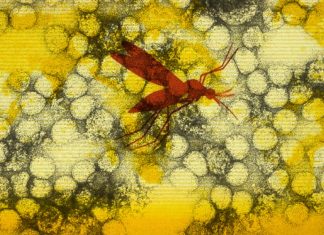 Yellow fever : new engineered monoclonal antibody can targets the virus